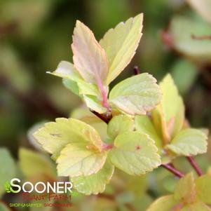 <em>Spiraea</em> <strong>GOLDMOUND SPIRAEA</strong>: