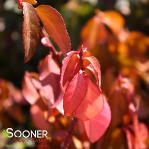 <em>Euonymus fortunei</em> <strong>PURPLE LEAF WINTERCREEPER EUONYMUS</strong>: