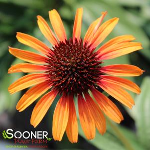 <em>Echinacea</em> <strong>FLAME THROWER CONEFLOWER</strong>: