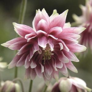 <em>Aquilegia</em> <strong>NORA BARLOW COLUMBINE</strong>: