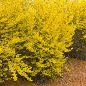 <em>Forsythia</em> LYNWOOD GOLD FORSYTHIA: 