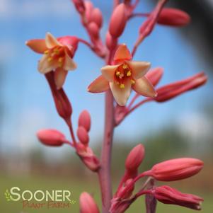 <em>Hesperaloe</em> <strong>RED YUCCA</strong>: