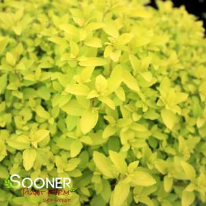 <em>Spiraea</em> <strong>GOLDEN ELF SPIRAEA</strong>: