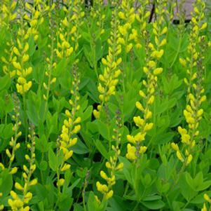 <em>Baptisia</em> <strong>SCREAMING YELLOW WILD INDIGO</strong>: