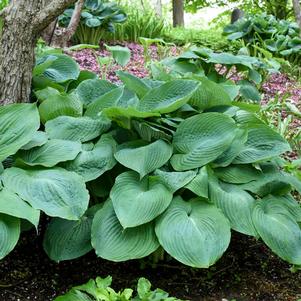 <em>Hosta</em> BIG DADDY HOSTA: 