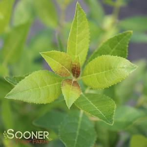 <em>Ilex</em> <strong>JIM DANDY MALE WINTERBERRY HOLLY</strong>: