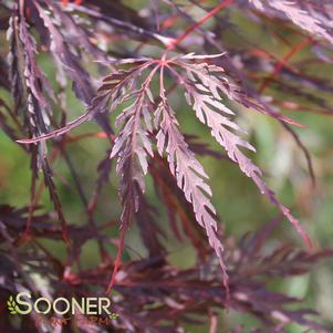 <em>Acer</em> TAMUKEYAMA WEEPING JAPANESE MAPLE: 