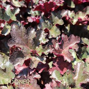 <em>Heuchera</em> <strong>PLUM PUDDING CORAL BELLS</strong>: