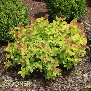 <em>Spiraea</em> <strong>GOLDFLAME SPIRAEA</strong>: