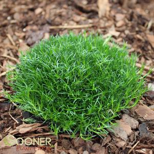 <em>Sagina</em> <strong>IRISH MOSS</strong>: