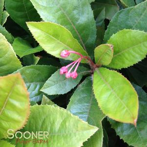 <em>Ardisia</em> <strong>MARLBERRY</strong>:
