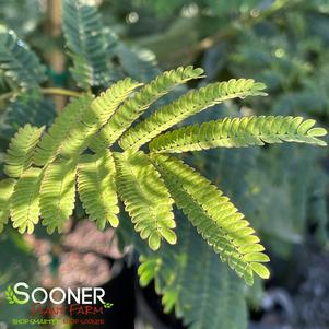 <em>Albizia</em> <strong>MIMOSA</strong>: