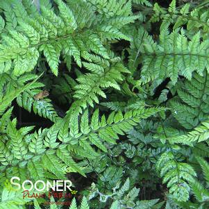 <em>Polystichum</em> <strong>KOREAN ROCK FERN</strong>: