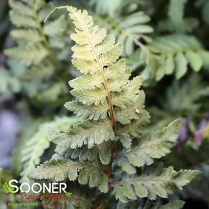 <em>Athyrium</em> <strong>SILVER FALLS FERN</strong>: