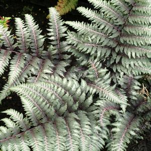 <em>Athyrium</em> <strong>PEWTER LACE FERN</strong>: