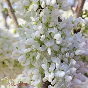 <em>Cercis</em> <strong>SHIROBANA REDBUD</strong>:
