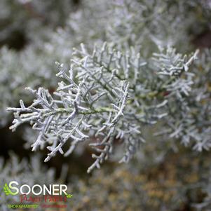 <em>Cupressus</em> <strong>COOK'S PEAK ARIZONA CYPRESS</strong>: