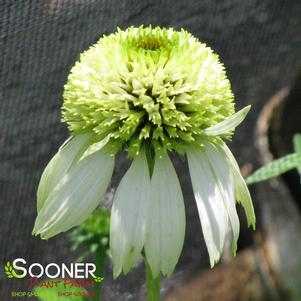 <em>Echinacea</em> <strong>COCONUT LIME CONEFLOWER</strong>: