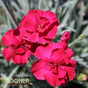 <em>Dianthus</em> <strong>FROSTY FIRE DIANTHUS</strong>: