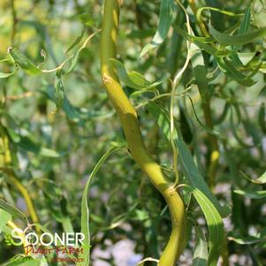 <em>Salix</em> <strong>CORKSCREW WILLOW</strong>: