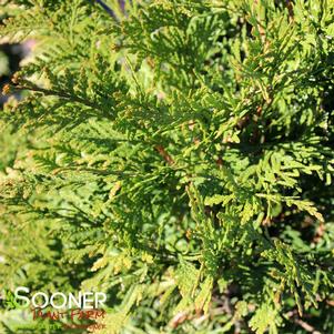 <em>Thuja</em> <strong>SPRING GROVE® WESTERN ARBORVITAE</strong>: