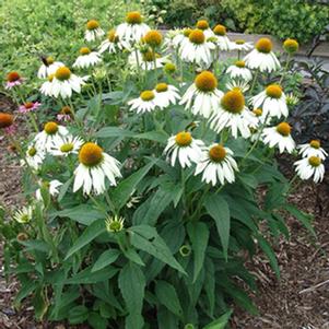 <em>Echinacea</em> <strong>WHITE SWAN CONEFLOWER</strong>: