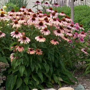 <em>Echinacea</em> <strong>BIG SKY™ SUMMER SKY CONEFLOWER</strong>: