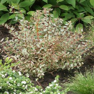 <em>Abelia</em> <strong>SILVER ANNIVERSARY™ ABELIA</strong>: