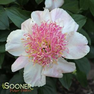 <em>Paeonia</em> <strong>DO TELL GARDEN PEONY</strong>: