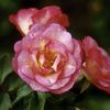 <em>Rosa</em> <strong>ROSE EASY ELEGANCE SUNRISE SUNSET</strong>: