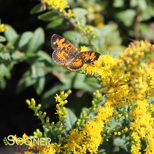 <em>Solidago</em> <strong>FIREWORKS GOLDENROD</strong>: