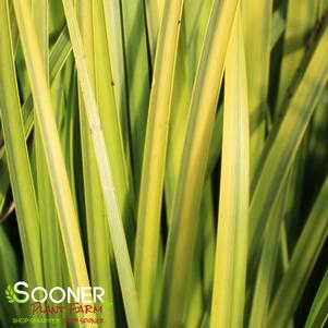 <em>Acorus</em> <strong>GOLDEN VARIEGATED JAPANESE SWEET FLAG</strong>: