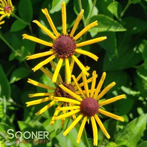 <em>Rudbeckia</em> <strong>HENRY EILERS BLACK-EYED SUSAN</strong>: