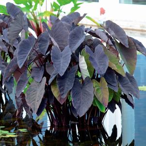 <em>Colocasia</em> <strong>BLACK MAGIC ELEPHANT EAR</strong>: