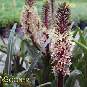 <em>Eucomis</em> <strong>OAKHURST PINEAPPLE LILY</strong>: