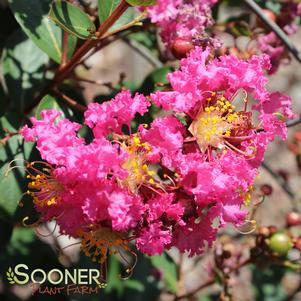 <em>Lagerstroemia</em> <strong>FLEMING FILIGREES™ CORAL FILLI CRAPEMYRTLE</strong>: