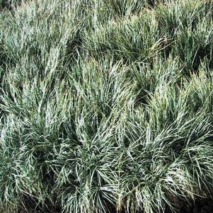 <em>Ophiopogon</em> <strong>SILVER MIST MONDO GRASS</strong>: