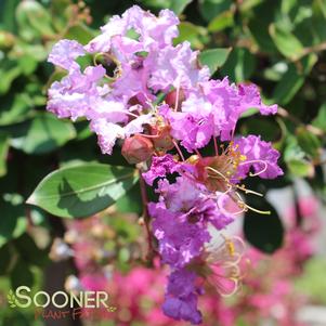 <em>Lagerstroemia</em> <strong>ORCHID CASCADE CRAPEMYRTLE</strong>: