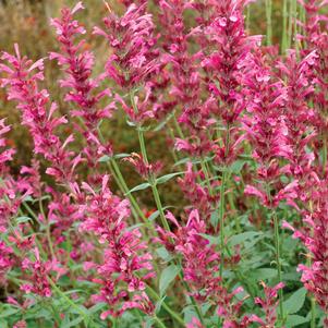 <em>Agastache</em> <strong>SUMMER LOVE HYSSOP</strong>: