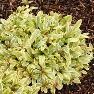 <em>Ajuga</em> <strong>TOFFEE CHIP AJUGA</strong>: