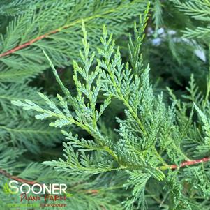 <em>Cupressocyparis</em> <strong>LEYLAND CYPRESS</strong>: