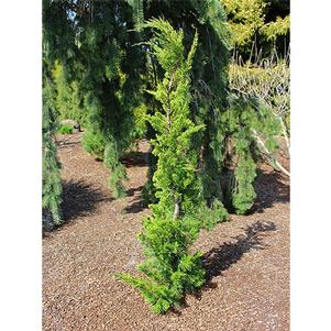 <em>Juniperus</em> <strong>HOLLYWOOD TWISTED JUNIPER</strong>: