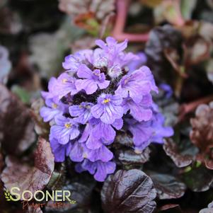 <em>Ajuga</em> <strong>WALBERTON'S® BLACK SCALLOP AJUGA</strong>: