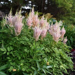 <em>Astilbe</em> <strong>MILK AND HONEY ASTILBE</strong>: