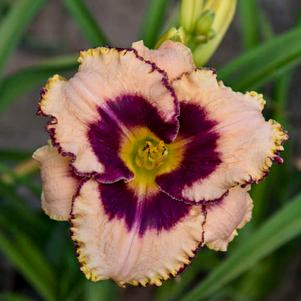 <em>Hemerocallis</em> <strong>DARING DECEPTION DAYLILY</strong>: