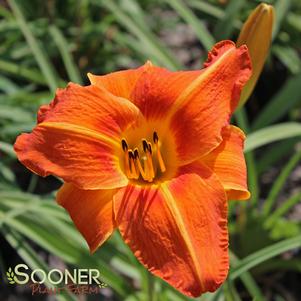 <em>Hemerocallis</em> <strong>TUSCAWILLA TIGRESS DAYLILY</strong>: