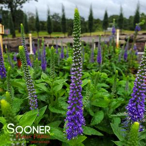 <em>Veronica</em> <strong>SUNNY BORDER BLUE SPEEDWELL</strong>: