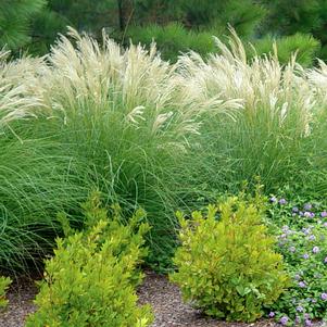 <em>Miscanthus</em> <strong>ADAGIO DWARF MAIDEN GRASS</strong>: