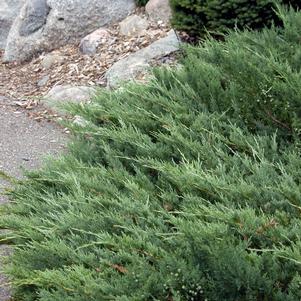 <em>Juniperus</em> <strong>HUGHES JUNIPER</strong>: