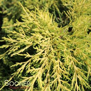 <em>Juniperus</em> SAYBROOK GOLD® JUNIPER: 